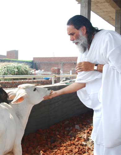 Gau Seva Image